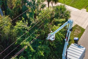 tree service
